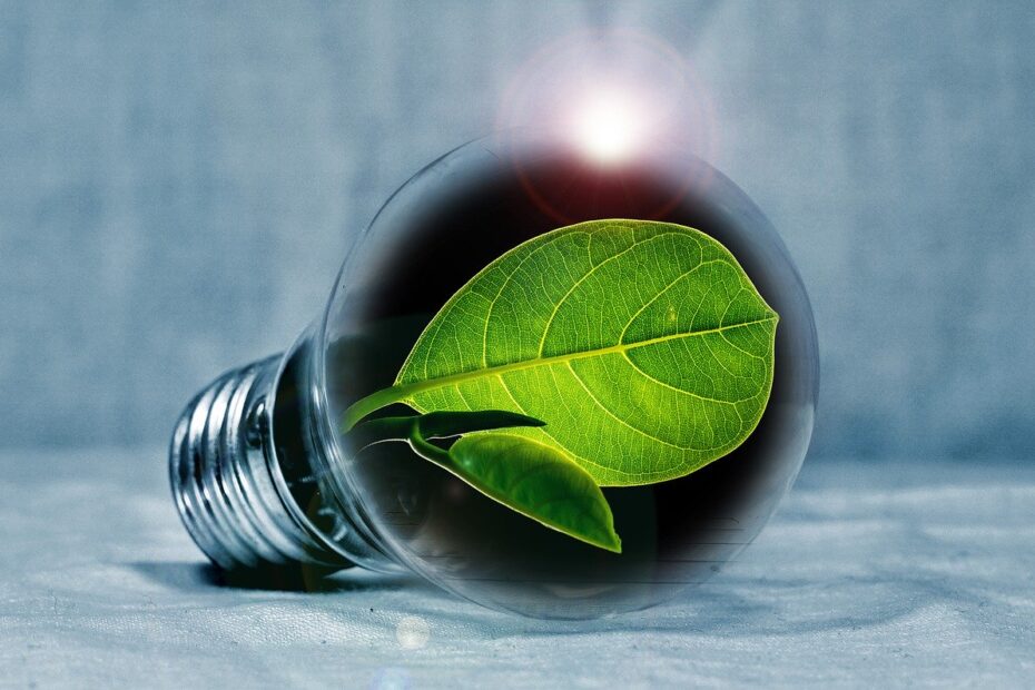 light bulb, leaf, chlorophyll