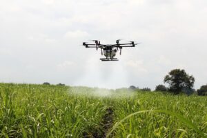 spraying sugar cane, sugar cane, drone farm